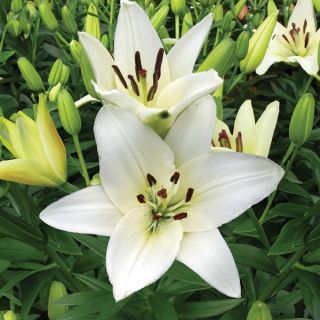 Snowdon Lily Thumbnail